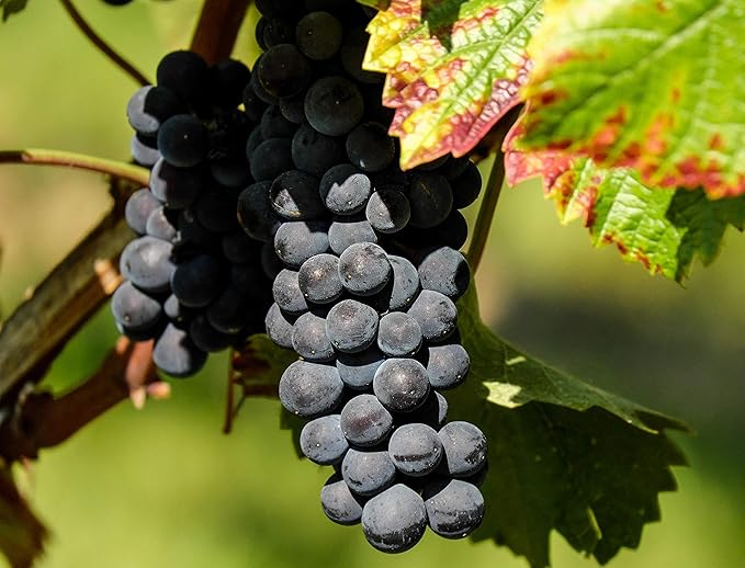 40+ Grape Seeds Vine Fruit Seeds Mix Plant Home Garden Non-GMO Heirloom Seeds