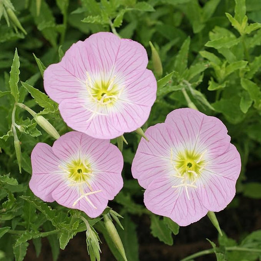 Outsidepride 5000 Seeds Perennial Oenothera Speciosa Showy Evening Primrose Wild Flower Seeds for Planting