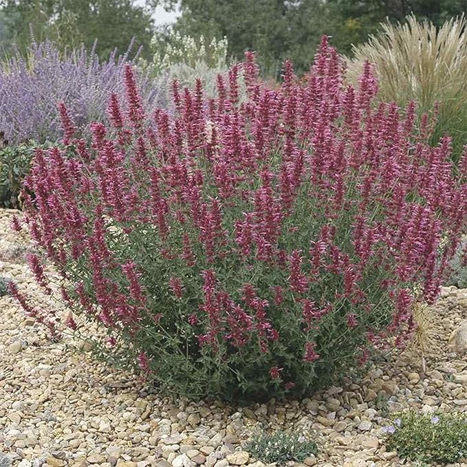CHUXAY GARDEN Agastache Heather Queen Seed 60 Seeds Hummingbird Mint Perennial Herb Plant Highly Fragrant Makes Great Edging