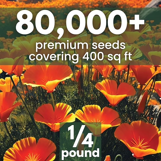 California Poppy Orange - Bulk 1/4 Pound Pouch - 80,000 Flower Seeds for Planting - Eschscholzia californica