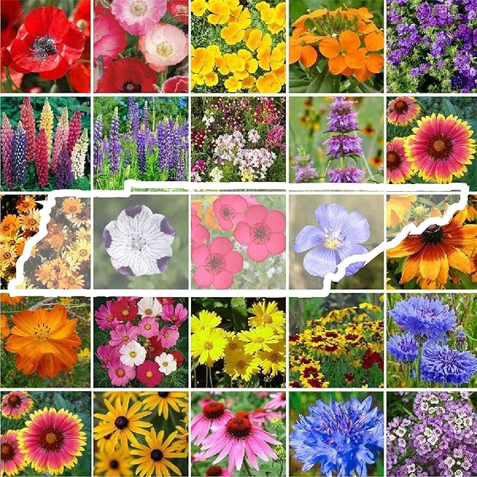 Eden Brothers Tennessee Wildflower Mixed Seeds for Planting, 1/4 lb, 120,000+ Seeds with Cosmos, Black Eyed Susan | Attracts Pollinators, Plant in Spring or Fall, Zones