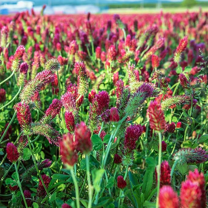 Crimson Clover Seeds - 4 g Packet ~400 Seeds - Cover Crop, Non-GMO, Open Pollinated, Perennial, Heirloom - Clay Coated