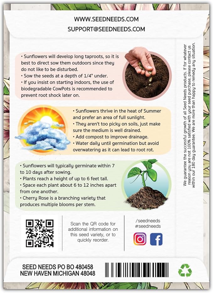 Seed Needs, Cherry Rose Sunflower Seeds - 50 Hybrid Seeds for Planting Helianthus annuus - Bi-Color Blooms for an Outdoor Butterfly Garden, Great Cut Flowers (1 Pack)