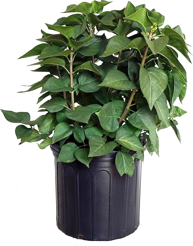 Syringa X hya. 'Royal Purple' (Lilac) Shrub, purple flowers, #3 - Size Container