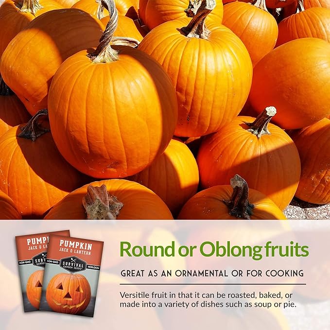 Survival Garden Seeds - Jack-O-Lantern Pumpkin Seed for Planting - 3 Packs with Instructions to Plant and Grow Orange Carving Pumpkins in Your Home Vegetable Garden - Non-GMO Heirloom Variety