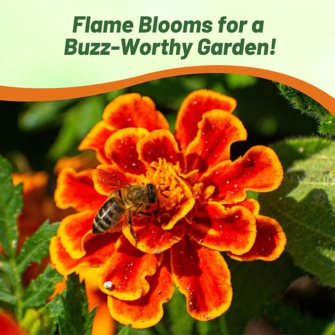 Outsidepride Durango Flame French Marigold Seeds - 250 Pcs Annual, Compact, Heat & Drought Tolerant Flower Seeds for Planting w/Anemone Type Bi-Colored Blooms, Ideal for Vibrant Pollinator Gardens