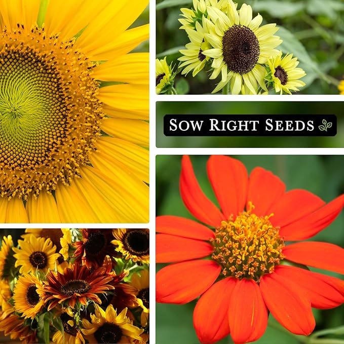 Sow Right Seeds - Large Sunflower Seed Collection for Planting - 6 Varieties of Sunflowers to Attract Pollinators - Non-GMO Heirloom Packet with Instructions to Plant & Grow - Giant Summer Blooms