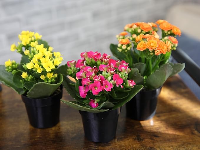 Kalanchoe Flower Plants 3PK, Desk Plant Decor, Live Succulent Gifts for Plant Lovers Gift Ideas, Kalanchoe Plants Live Houseplants Live Indoor, Live Succulents Plants Live Flowers by Plants for Pets