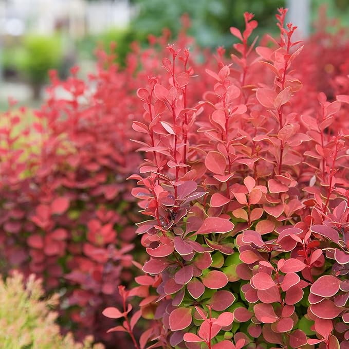 2 Gallon Southern Living Barberry Orange Rocket Shrub