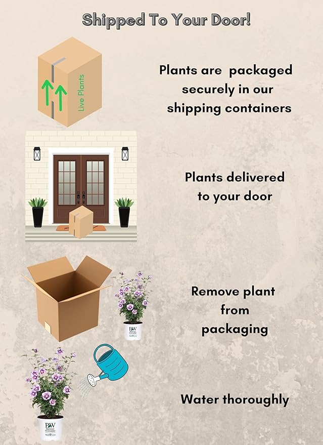 2 Gallon Proven Winners Hibiscus Purple Pillar Shrub