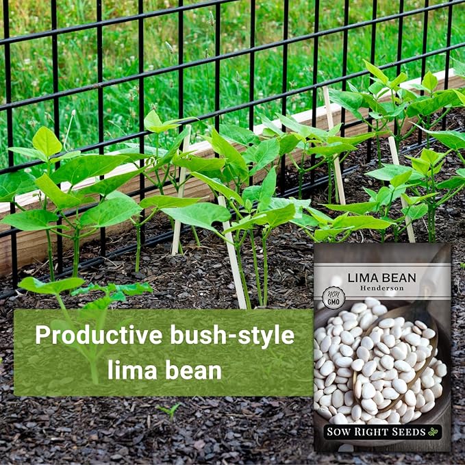Sow Right Seeds - Bush Henderson Lima Bean Seeds for Planting - Non-GMO Heirloom Packet, Instructions to Plant an Outdoor Home Vegetable Garden - White Lima Variety - Great for Canning or Freezing (1)