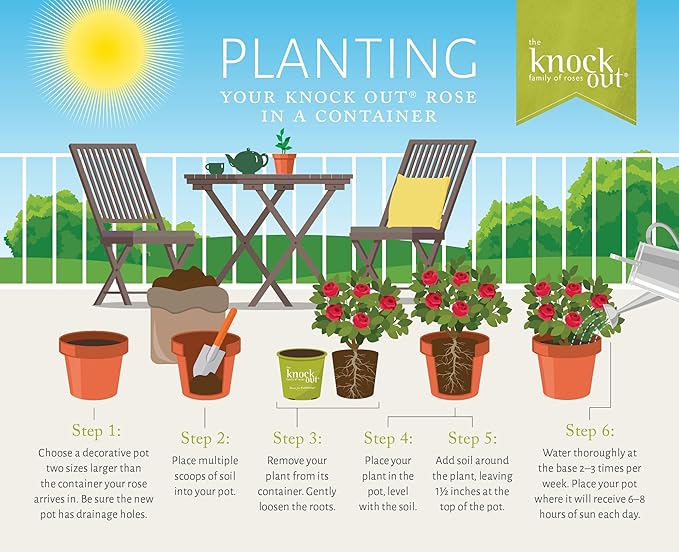 2 Gallon Knock Out Easy Bee-zy Rose Shrub