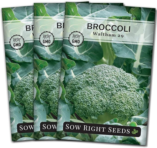 Sow Right Seeds - Waltham 29 Broccoli Seeds for Planting - Non-GMO Heirloom Packet with Instructions to Plant an Outdoor Home Vegetable Garden - Grow Your Own Fresh Green Broccoli - Great Gift (3)