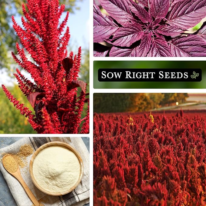 Sow Right Seeds - Red Garnet Amaranth Seeds for Planting - Non-GMO Heirloom Packet with Instructions to Plant & Grow an Outdoor Home Vegetable Garden - Colorful & Unique - Trailing Variety (4)