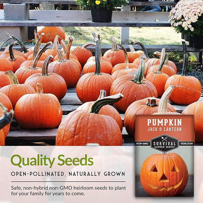Survival Garden Seeds - Jack-O-Lantern Pumpkin Seed for Planting - 3 Packs with Instructions to Plant and Grow Orange Carving Pumpkins in Your Home Vegetable Garden - Non-GMO Heirloom Variety