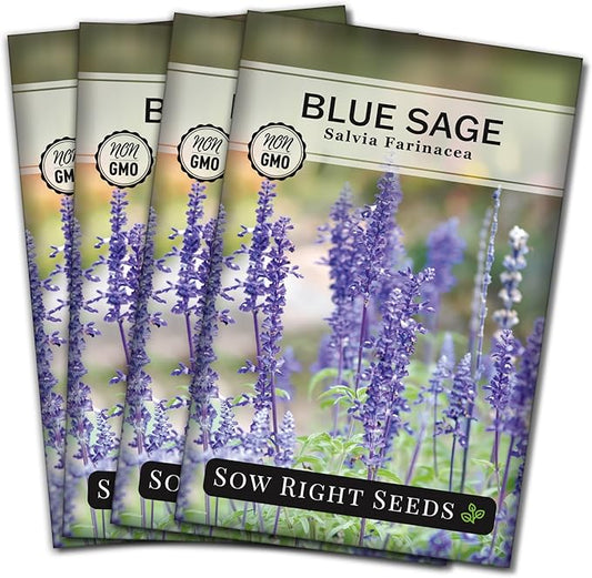 Sow Right Seeds - Blue Sage Wildflower Seed to Plant - Non-GMO Heirloom Seeds - Full Instructions for Planting and Growing Mealycup Sage or Salvia farinacea - Indoors or Outdoor - Gardening Gift (4)