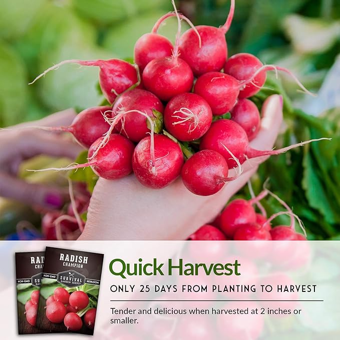 Survival Garden Seeds - Champion Radish Seed for Planting - Packet with Instructions to Plant and Grow Red Radishes in Your Home Vegetable Garden - Non-GMO Heirloom Variety - Vegetable Seed Planting
