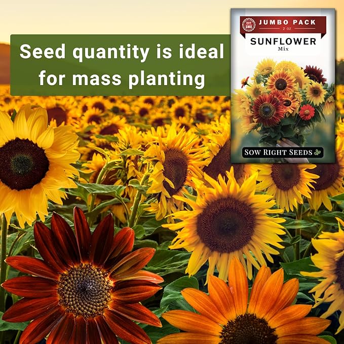 Sow Right Seeds - Bulk Mixed Sunflower Seeds for Planting - 2 Ounce, 1700 Seeds - Non-GMO Heirloom Jumbo Pack with Instructions - Great Wedding/Party Favor - Grow Loads of Bright and Giant Sunflowers