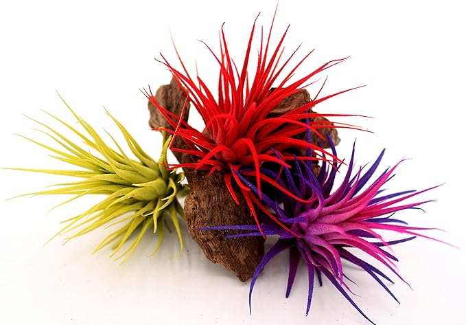 Live Extra Large Tillandsia Ionantha Guatemala Enhanced Colored Colorful Air Plant 3+ inch Easy Care Indoor Outdoor Home Decor Gift Airplant Awesome Industries Live Arrival Guaranteed (Moonbeam XL)