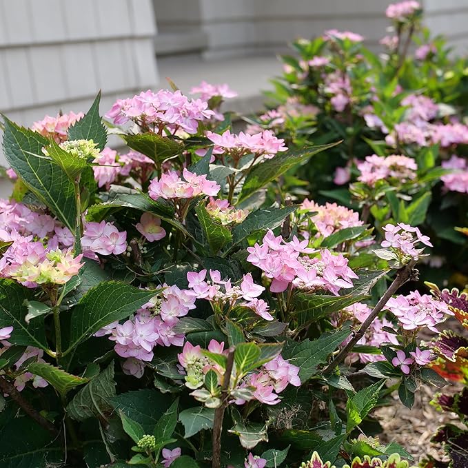 2 Gallon Proven Winners Hydrangea Let's Dance Can Do Shrub