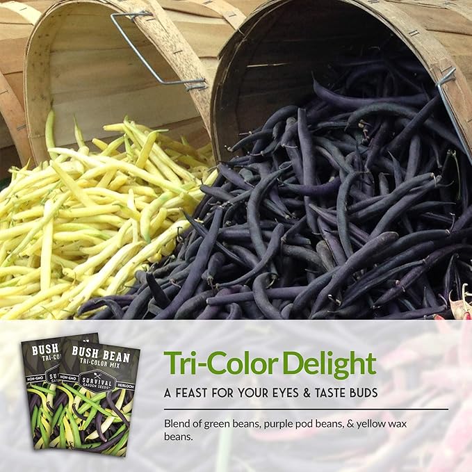 Survival Garden Seeds - Tri-Color Bean Seed for Planting - 3 Packs with Instructions to Plant and Grow Yellow, Purple, and Green Bush Beans in Your Home Vegetable Garden - Non-GMO Heirloom Variety