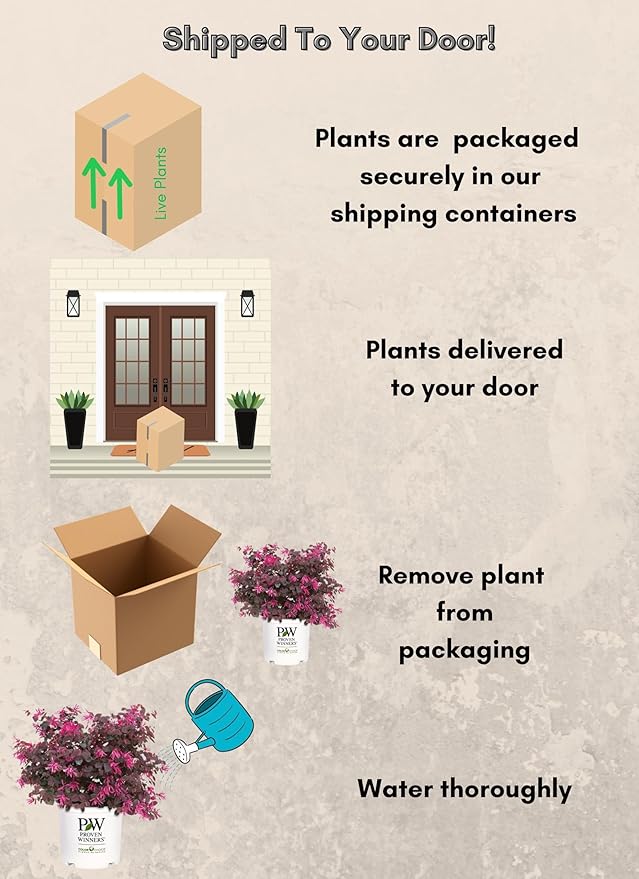 2 Gallon Proven Winners Loropetalum Jazz Hands Pink Shrub