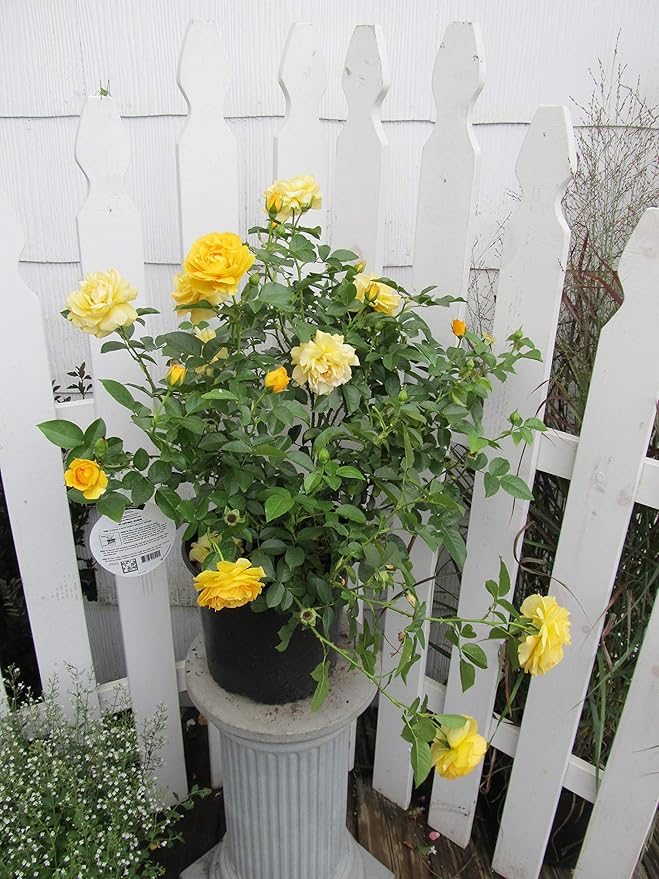 Rosa Julia Child (Floribunda Rose) Rose, yellow flowers, #3 - Size Container
