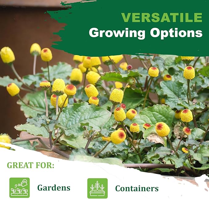 TKE Farms & Gardens - Toothache Plant Seeds for Planting, 1000 Non-GMO Heirloom Buzz Button Seeds, Electric Daisy, Szechuan Button, Includes Easy Growing Instructions, 250mg Packet, Qty 1