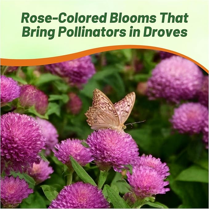 Outsidepride 2000 Seeds Annual Rose Gomphrena Globosa Flower Seed for Planting