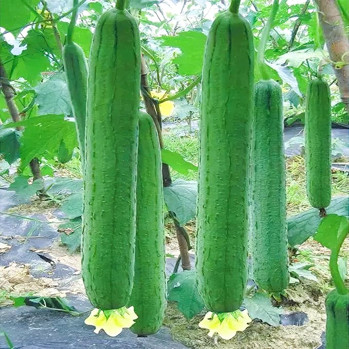 Luffa Seeds, Heirloom Loofah Seeds Packet for Planting Outdoor, Non-GMO Vegetable Seeds Garden Kit, Growing Supply for Bath Sponge for Fresh Veggie Food, Easy to Storage