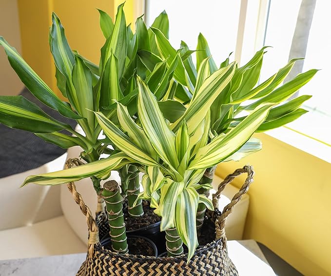 Dracaena Steudneri Moonlight 4 Pack House Plant, 4 Inch Pots for Plants, Dragon Tree Plants for Delivery Prime, Low Light House Plants, Live Plants Indoor Plants Live Houseplants by Plants for Pets