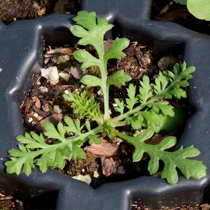 Seed Needs, White Yarrow Seeds - 500 Heirloom Seeds for Planting Achillea millefolium - Perennial Host Plant to Attract Monarch Butterflies & Other Pollinators (1 Pack)