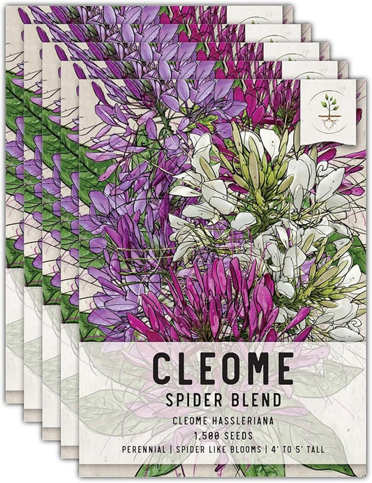 Seed Needs, Cleome Seeds - 1,500 Heirloom Seeds for Planting Cleome hassleriana - Spider Blend Attracts Butterflies, Bumblebees & Other Pollinators (5 Packs)