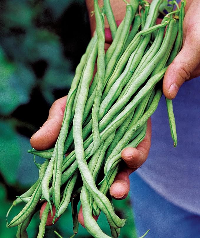 Burpee Fortex Pole Bean Seeds 2 ounces of seed