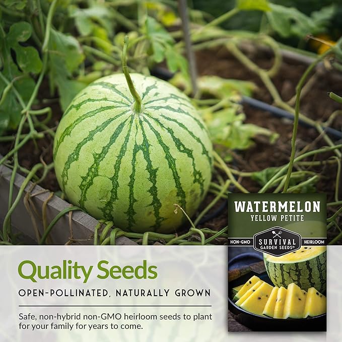Survival Garden Seeds - Yellow Petite Watermelon Seed for Planting - 3 Packs with Instructions to Plant and Grow Small Yellow Watermelons in Your Home Vegetable Garden - Non-GMO Heirloom Variety