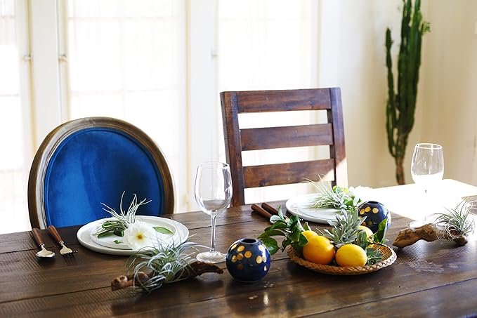 Shop Succulents | Assorted Collection of Live Air Plants, Hand Selected Variety Pack of Air Succulents | Collection of 6