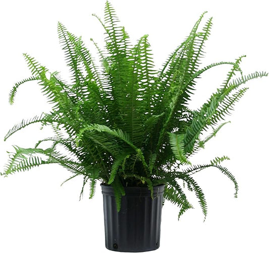 Costa Farms Kimberly Queen Fern, Live Indoor Plant, Houseplant in Grower Pot, 2-3 Feet Tall