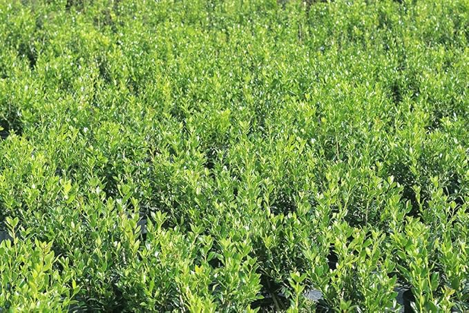 Needlepoint Holly - Size: 1 Gallon, Live Plant, Includes Special Blend Fertilizer & Planting Guide