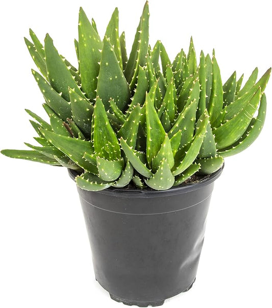 Succulents Plants Live Indoor Plants, Aloe Nobilis Plants Live Houseplants, Live Succulents Live Plants Indoor Succulent Plants, Indoor Plant Real Succulents Plants House Plants by Plants for Pets