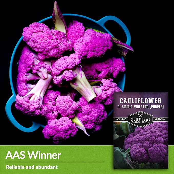 Di Sicilia Violetto Purple Cauliflower Seed for Planting - 3 Packets with Instructions to Plant & Grow Unique Cauliflower Plants in Your Home Garden - Non-GMO Heirloom Variety - Survival Garden Seeds