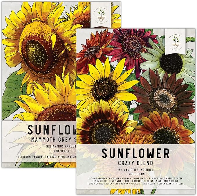 Seed Needs, Sunflower Duo 300+ Mammoth and 1,000+ Crazy Mixture Seeds (Helianthus annuus) These Sunflowers Flowers Attract Hummingbirds, Bees and Butterflies (Pollinators) Bulk