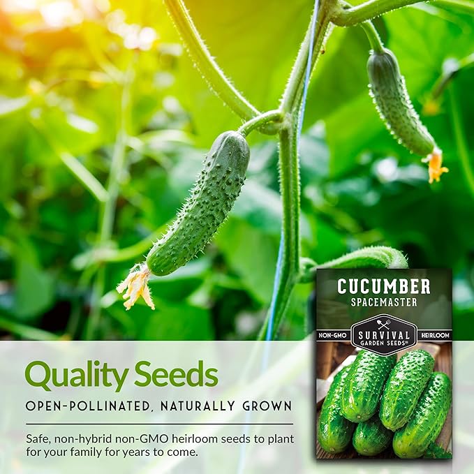 2 Packs Spacemaster Cucumber Seed for Planting - Seed Packet with Instructions to Grow Container Friendly Cucumbers in Your Home Vegetable Garden - Non-GMO Heirloom Variety - Survival Garden Seeds