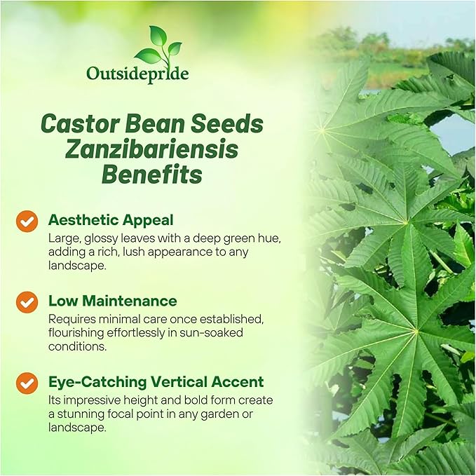 Outsidepride 100 Seeds Annual Ricinus Communis Castor Bean Zanzibariensis Flower Seeds for Planting