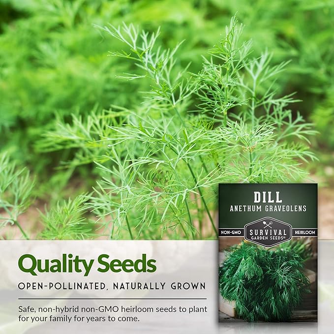 Survival Garden Seeds - Dill Seed for Planting - Packet with Instructions to Plant and Grow Popular Pickling Herbs in Your Home Vegetable and Herb Garden - Non-GMO Heirloom Variety - 2 Pack