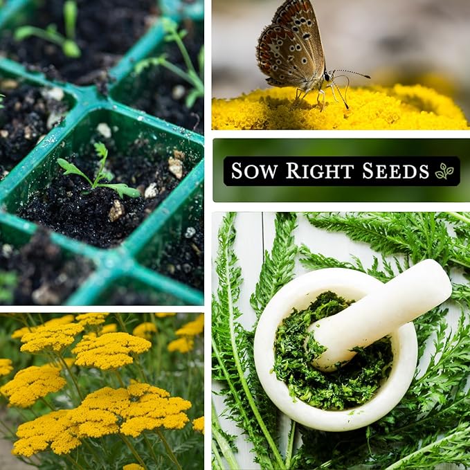 Sow Right Seeds - Achillea Yarrow Gold Flower Seeds for Planting - Flowers to Plant in Your Garden - Non-GMO Heirloom Packet with Instructions - Favorite Perennial to Attract Pollinators (2)
