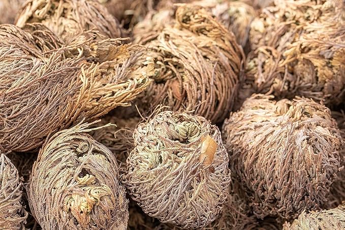 TWO - Rose of Jericho Flower I MEDIUM Size | Flor de Jericó - Resurrection Plant | Selaginella Lepidophylla | Dried Rose I Doradilla Plant | 3''' - 4'' each I Spiritual Cleansing, Luck, and Prosperity