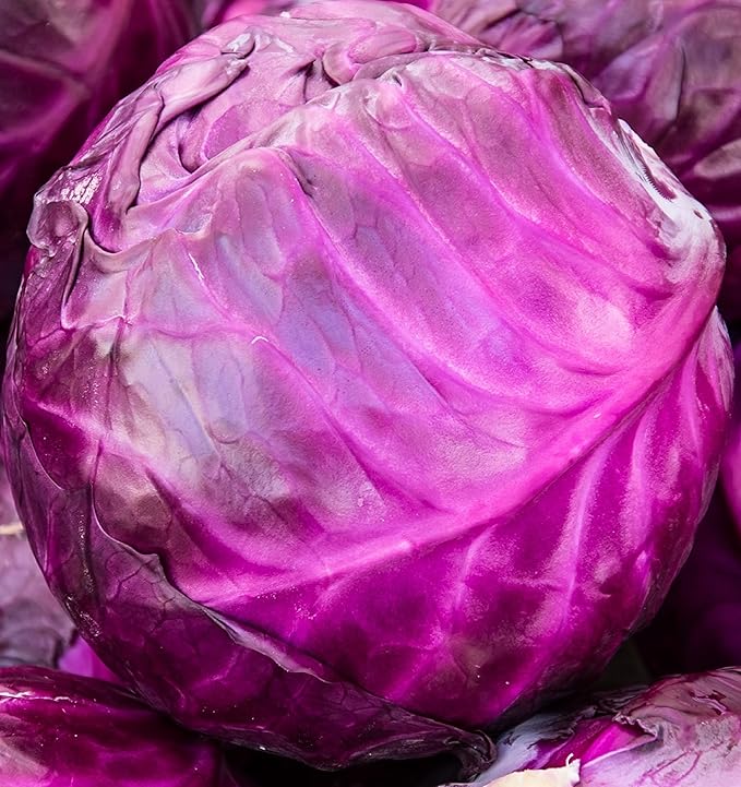 Cabbage Seeds for Planting - Plant & Grow Red Acre Cabbage in Your Home Outdoor Vegetable Garden - Heirloom Non GMO Planting Packets with Full Instructions - Great Gardening Gift, 5 Packets