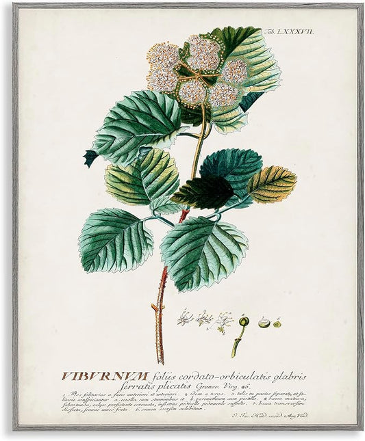 Stupell Industries Botanical Plant Illustration Seeds Vintage Design Grey Framed Wall Art, Multi-Color, 16x20 (fap-219_gff_16x20)