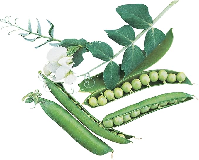 Burpee Garden Sweet Pea Seeds 200 seeds