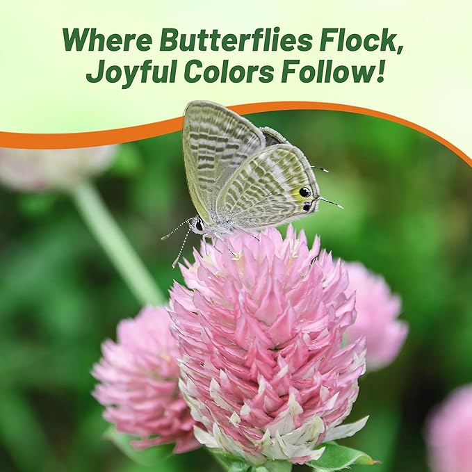 Outsidepride 1000 Seeds Annual Salmon Gomphrena Globosa Flower Seed for Planting